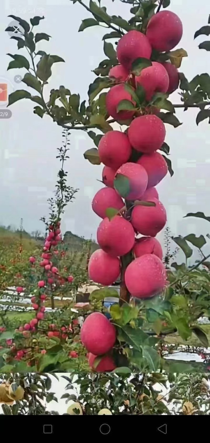 红富士苹果已大量上市，需要的私聊