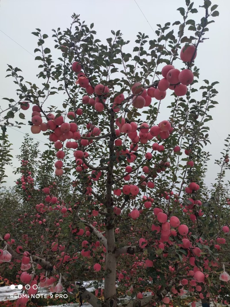 红富士苹果已大量上市，需要的私聊