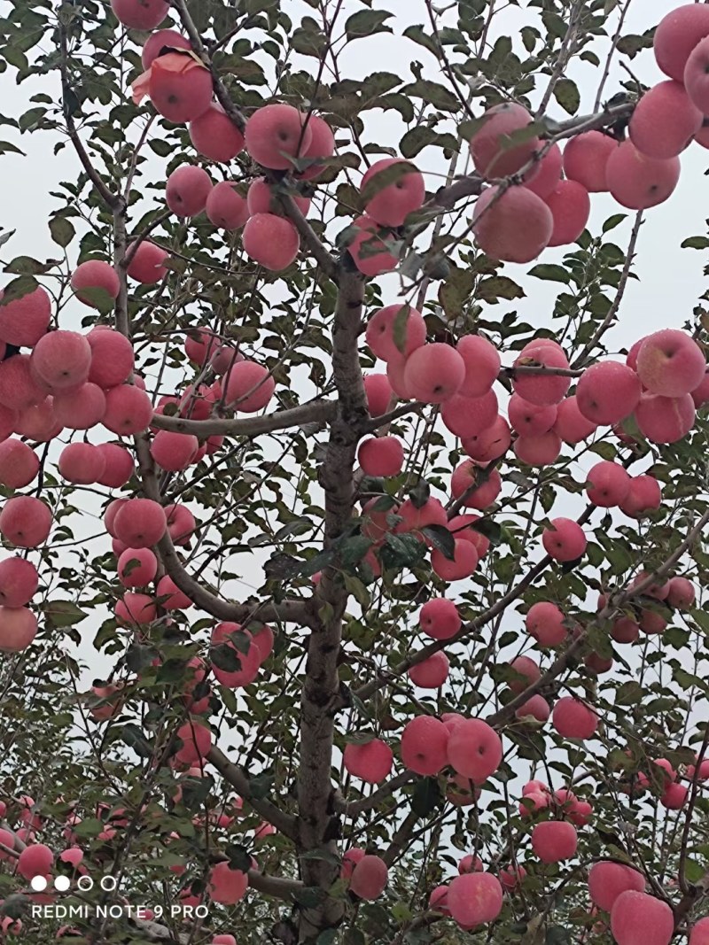 红富士苹果已大量上市，需要的私聊