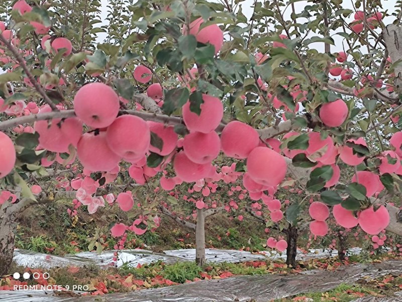 红富士苹果已大量上市，需要的私聊