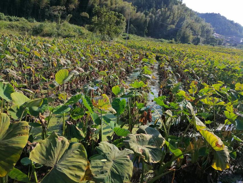 槟榔芋田间生长场景