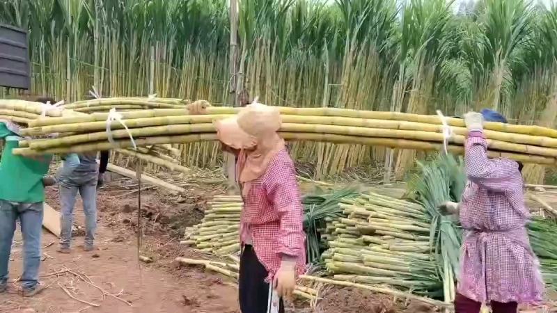 云南黄皮甘蔗，产地直销，脆甜汁多，颜色好口感好，欢迎采购