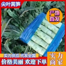 山东尖叶莴笋货源充足品质保证价格美丽欢迎来电