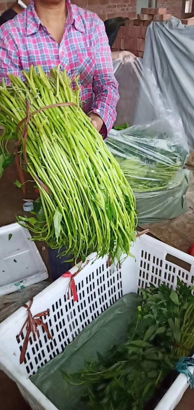 旱改水项目广西玉林博白县现有大量空心菜苗出售！