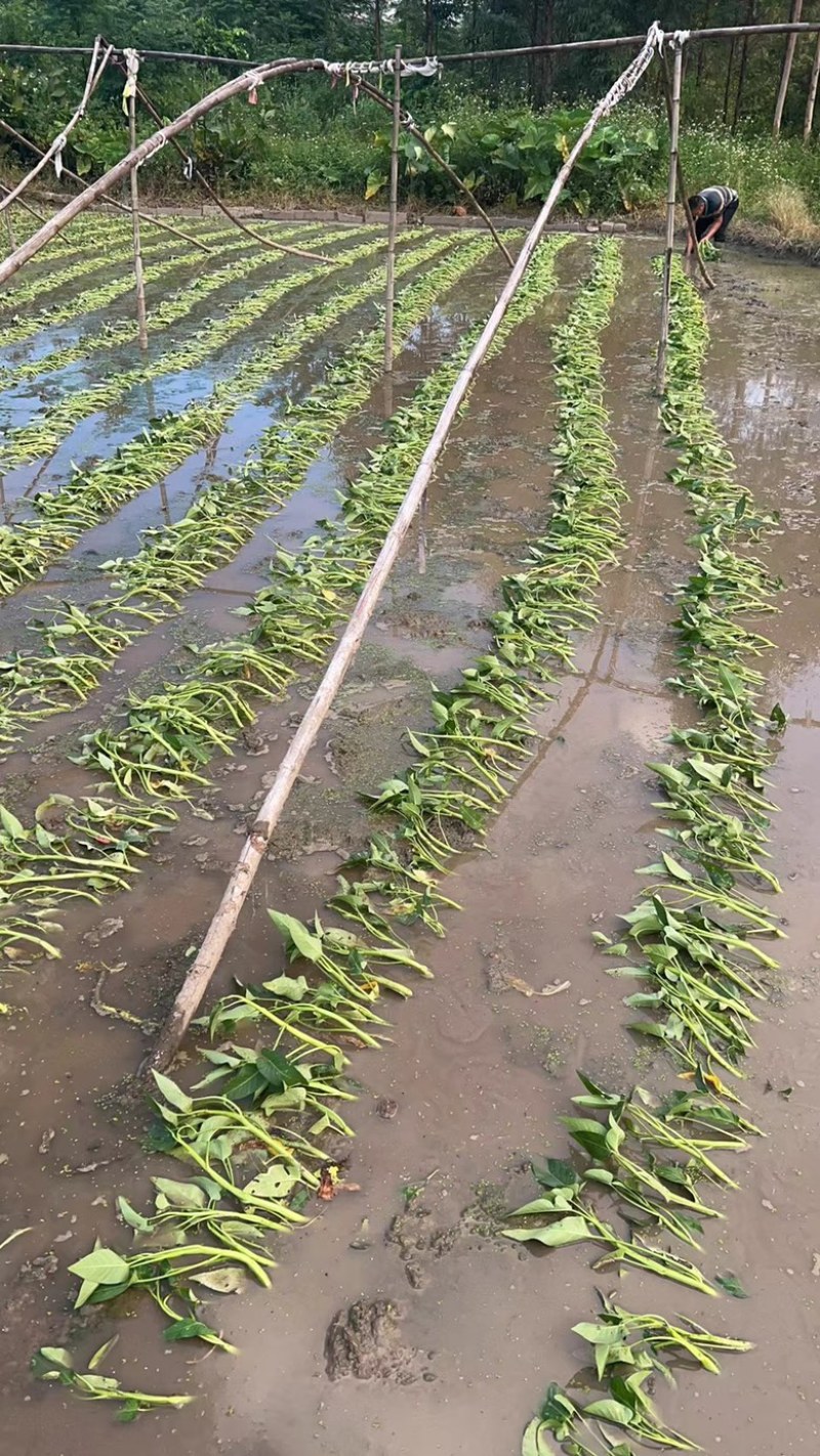 旱改水项目广西玉林博白县现有大量空心菜苗出售！