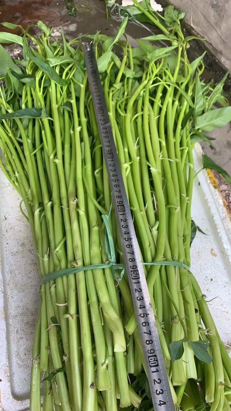 旱改水项目广西玉林博白县现有大量空心菜苗出售！