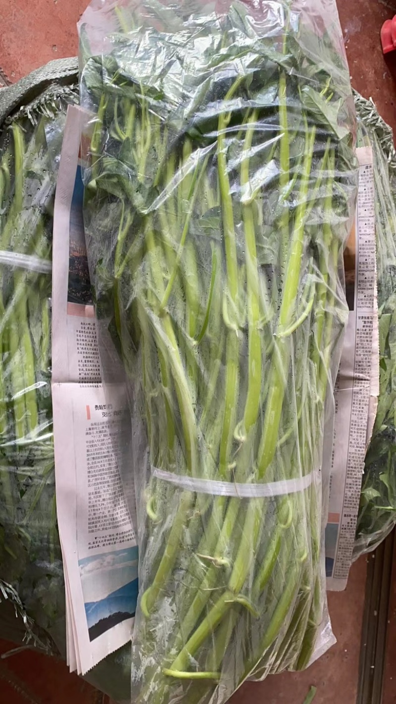 旱改水项目广西玉林博白县现有大量空心菜苗出售！