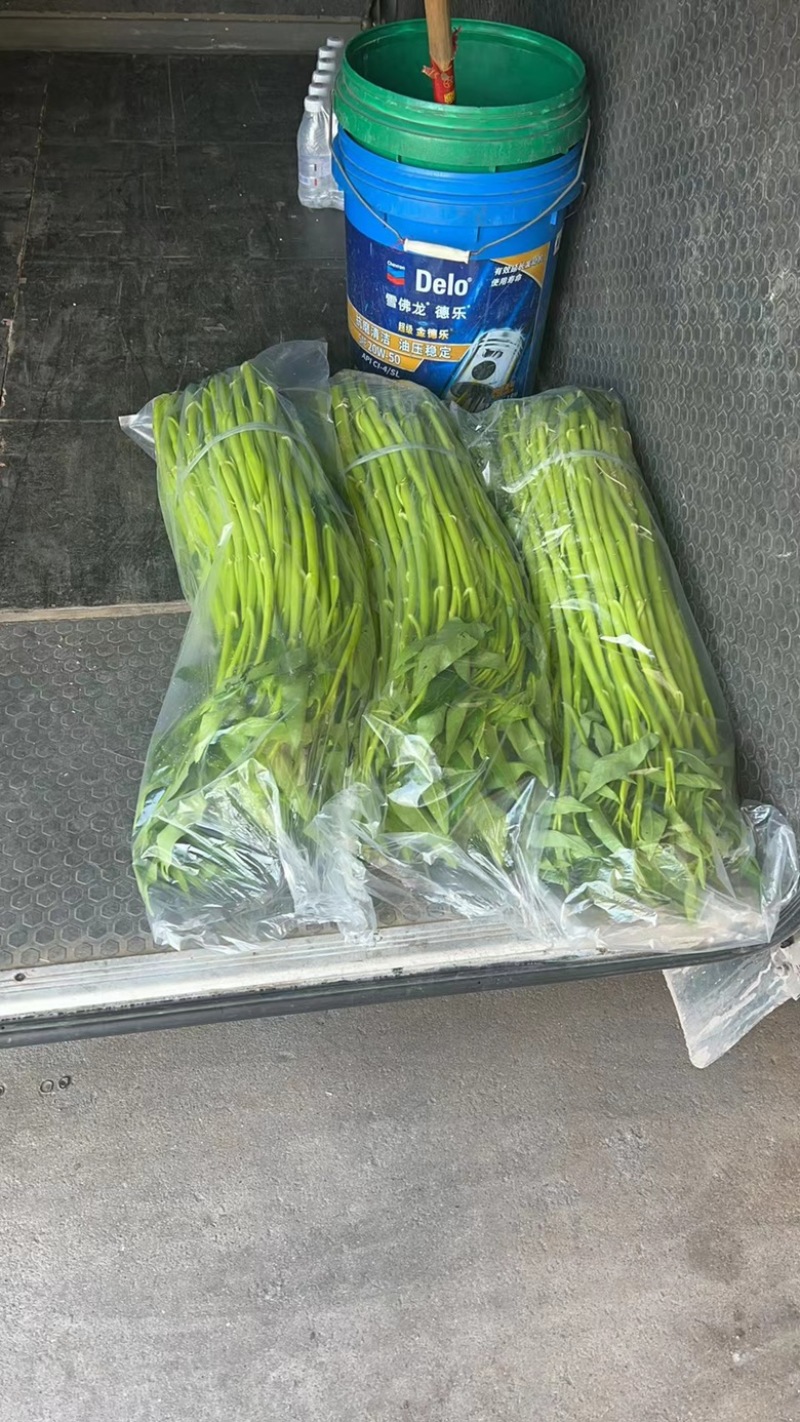 旱改水项目广西玉林博白县现有大量空心菜苗出售！