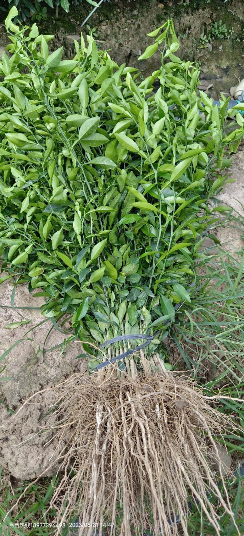 香橙苗小叶香橙小叶软枝香橙苗根须好现挖现发