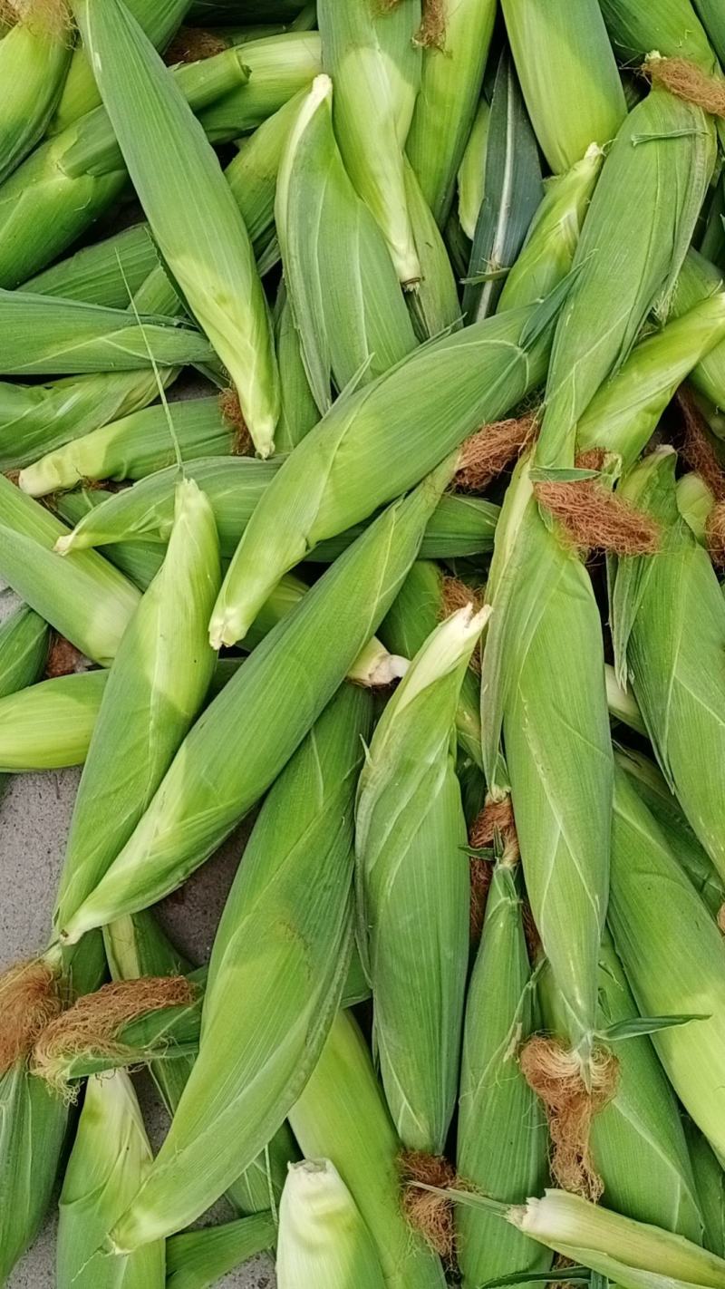 水果玉米甜玉米太阳花