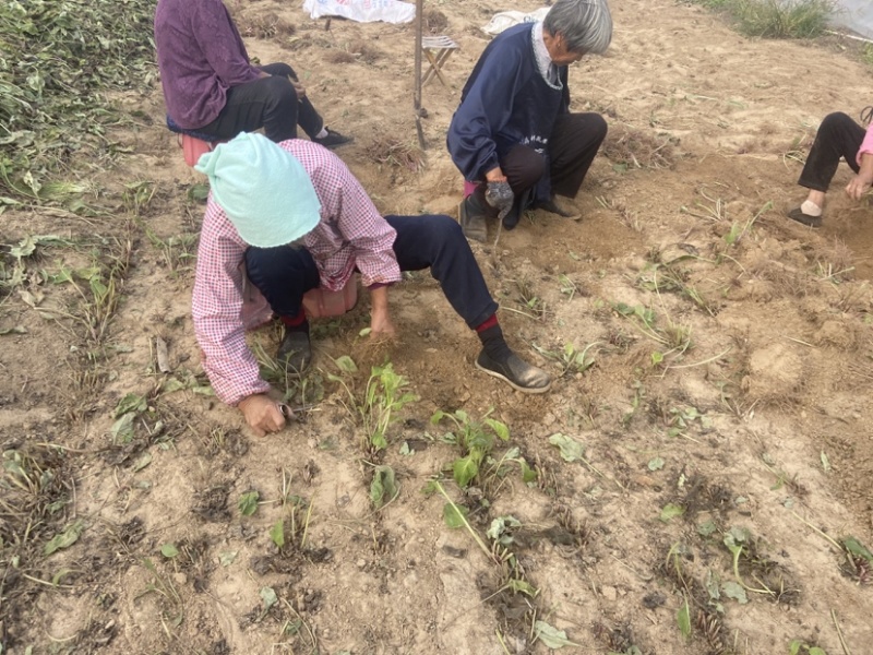 华夏神菊教授菊大叶蛋白菊苗