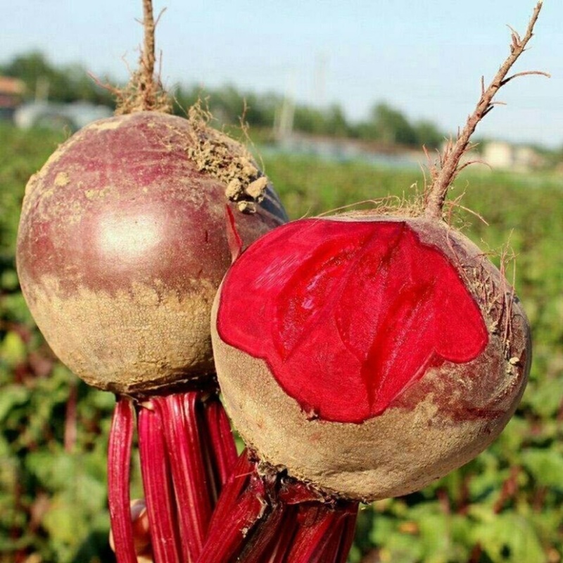 甜菜头甜菜根红甜菜基地直发