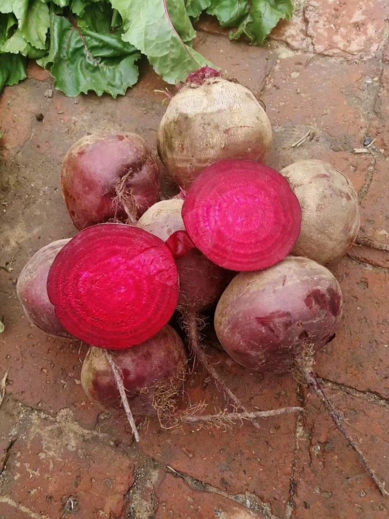 甜菜头甜菜根红甜菜基地直发