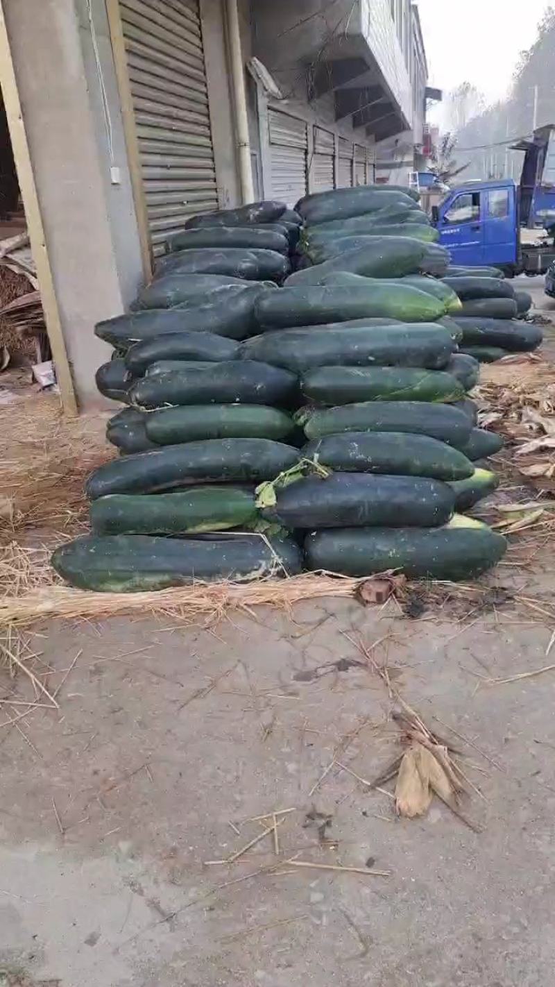 大量供应精品，地冬瓜