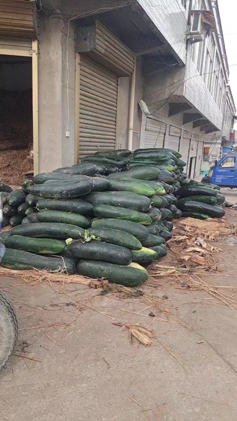 大量供应精品，地冬瓜