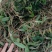 双叶中果石橄榄（野生石橄榄）广东石橄榄