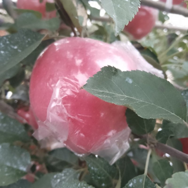 远城万荣纸加膜红富士