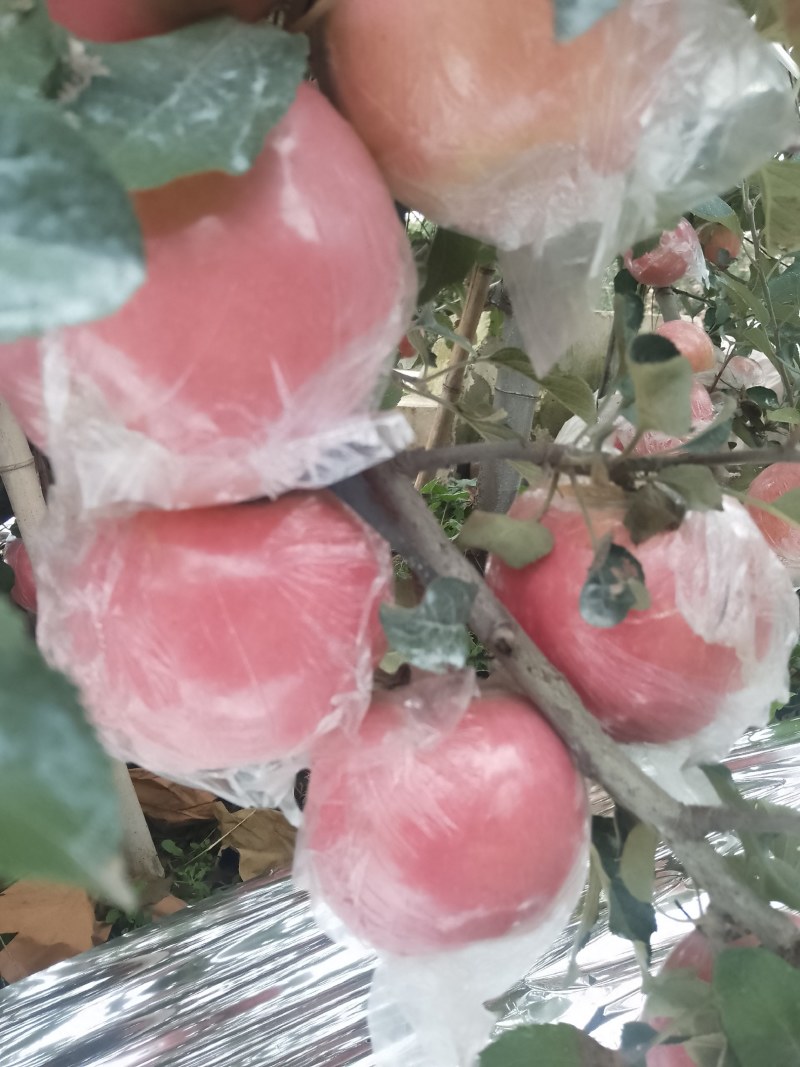 远城万荣纸加膜红富士