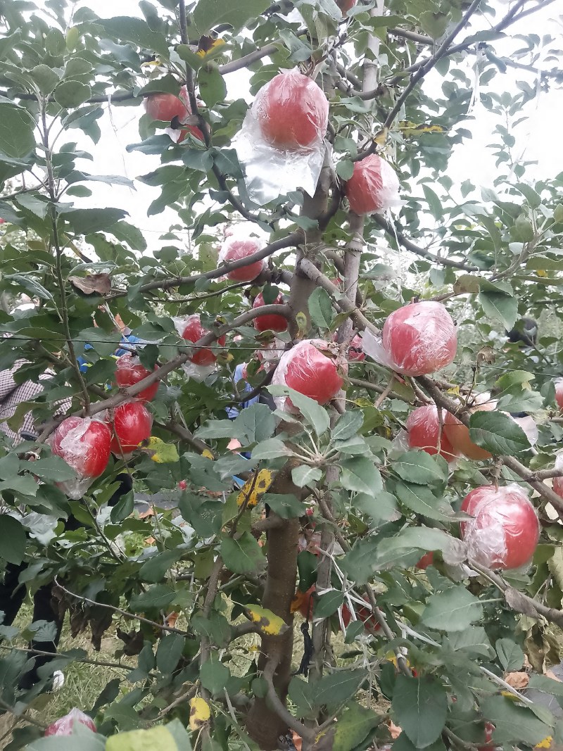远城万荣纸加膜红富士