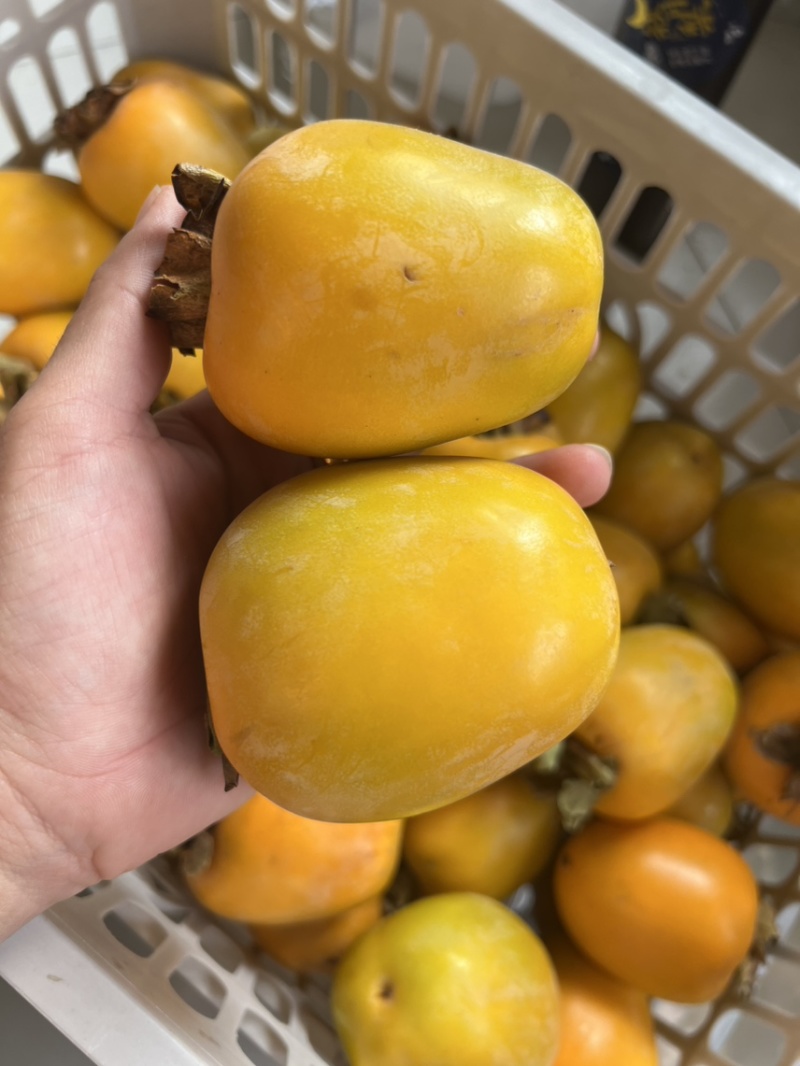 牛心脆柿即食