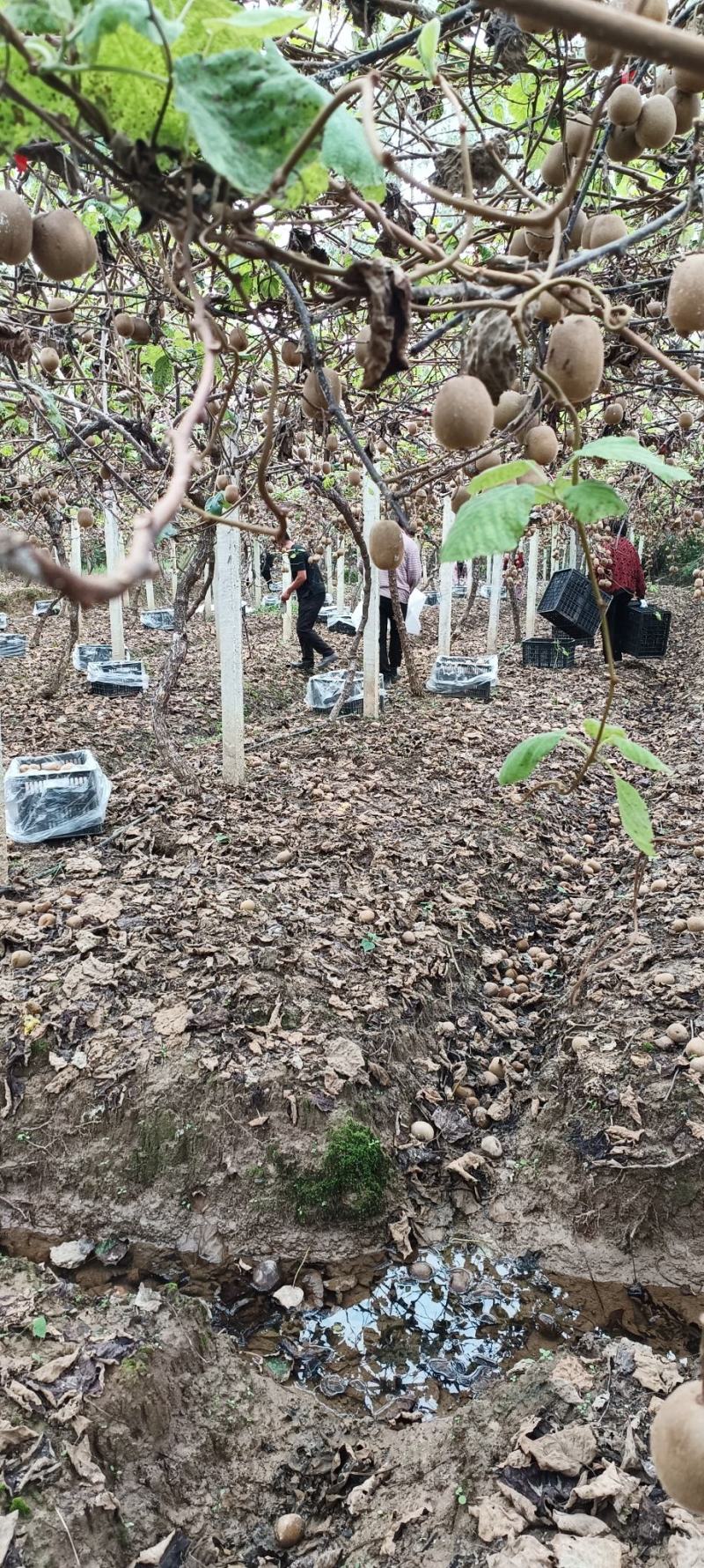 黄心猕猴桃大量上市一手货源保质保量供货价钱实惠