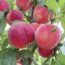 霸王脆桃树苗早熟桃苗品种大果型高糖品种保证品种