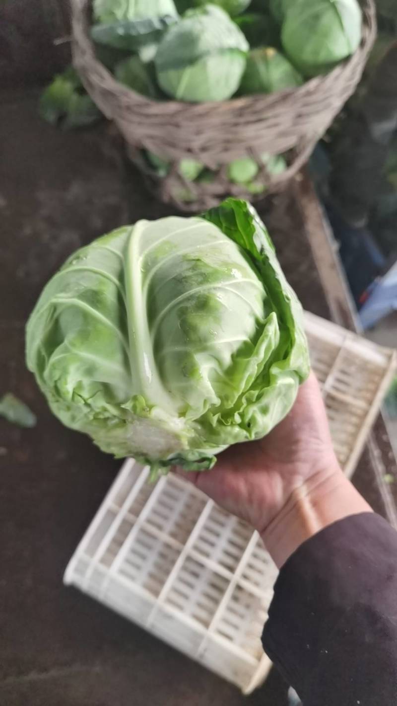 昌黎甘蓝大量上市