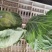 昌黎甘蓝大量上市