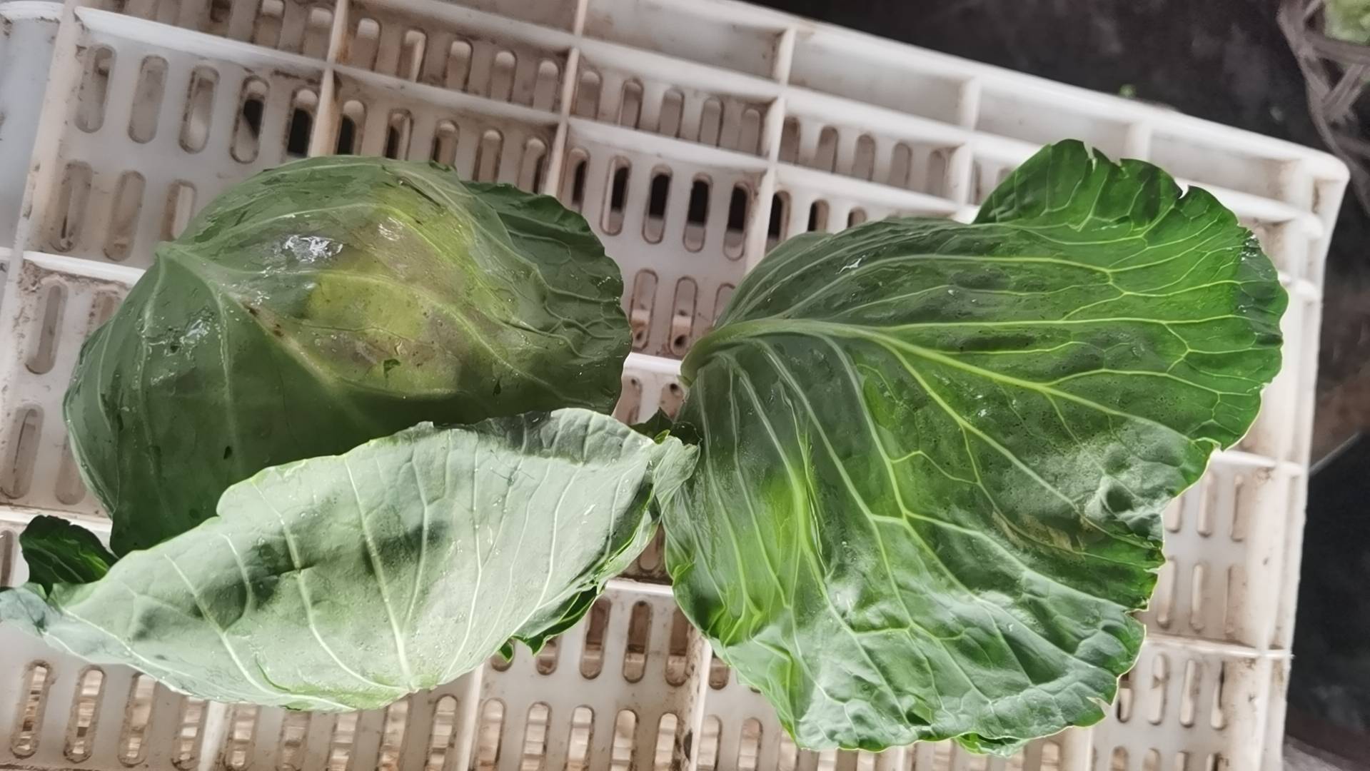 圆包菜原材料展示