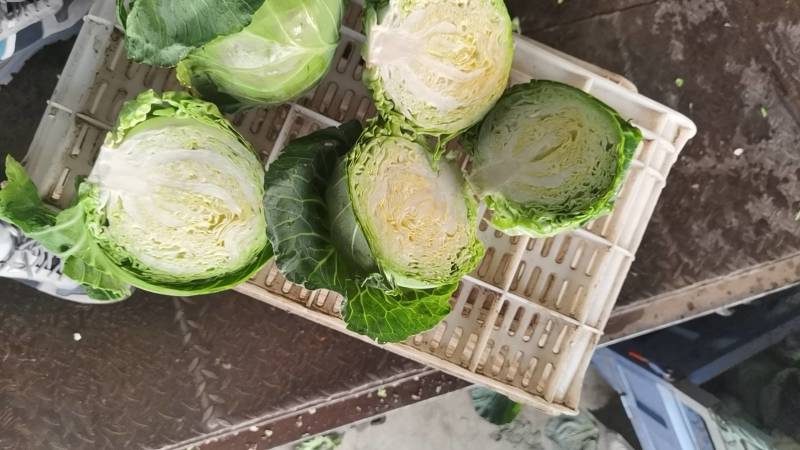 昌黎甘蓝大量上市