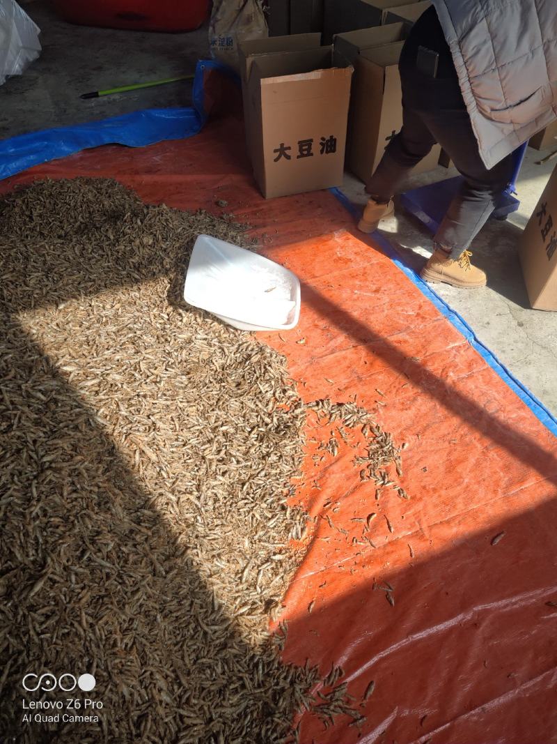 油炸麦穗鱼批发456公分裹粉油炸麦穗鱼干无盐麦穗鱼干