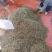 油炸麦穗鱼批发456公分裹粉油炸麦穗鱼干无盐麦穗鱼干