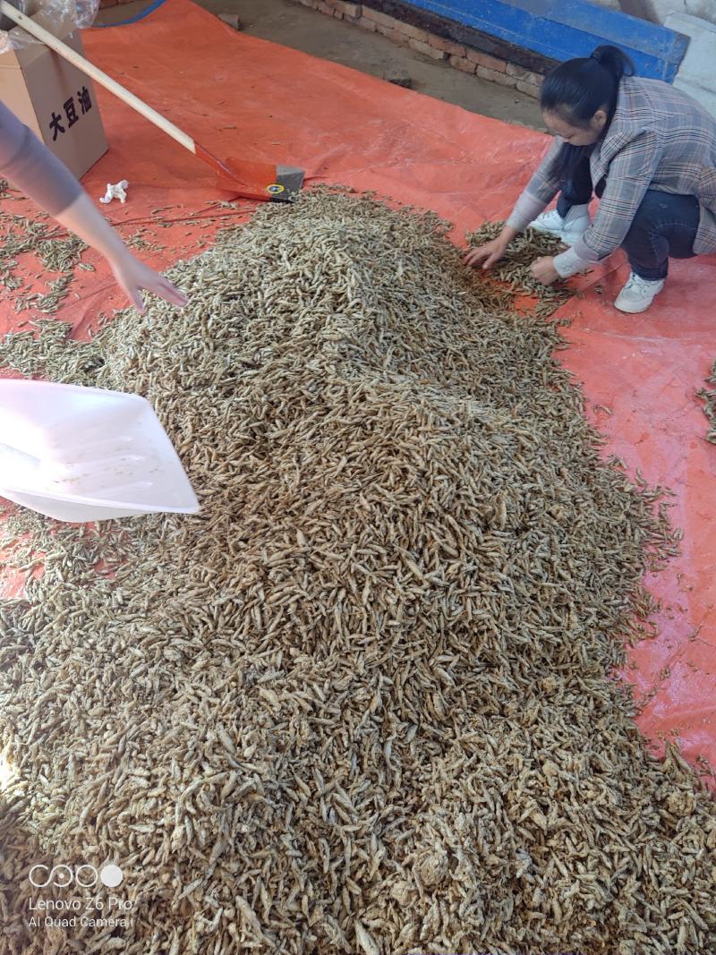 油炸麦穗鱼批发456公分裹粉油炸麦穗鱼干无盐麦穗鱼干