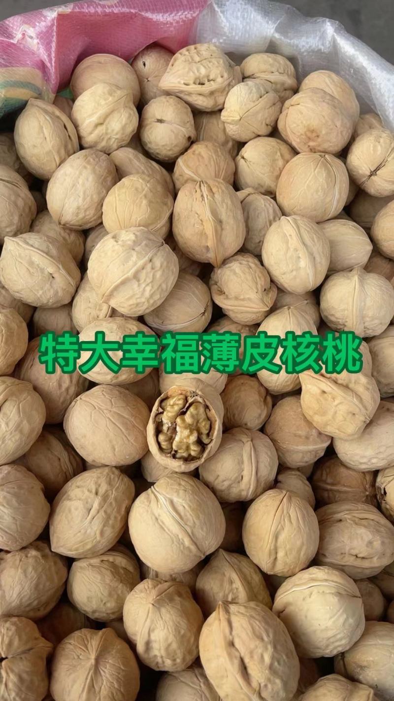 新疆核桃2024年新疆薄皮核桃地摊展会非常火爆