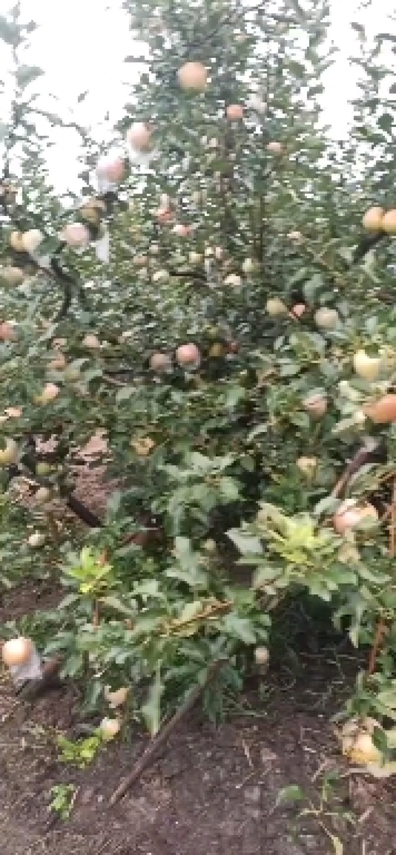 江苏丰县大沙河红富士大量上市