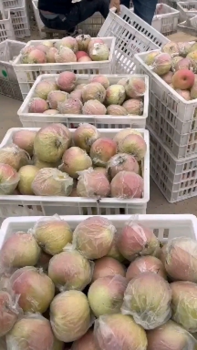 江苏丰县大沙河红富士大量上市