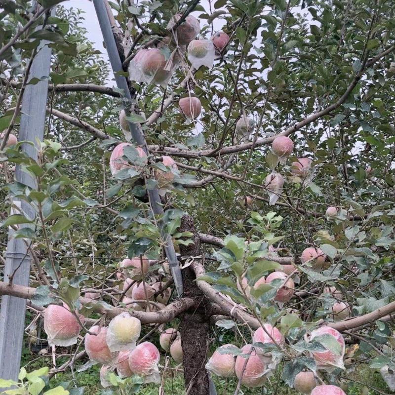 江苏丰县大沙河红富士大量上市