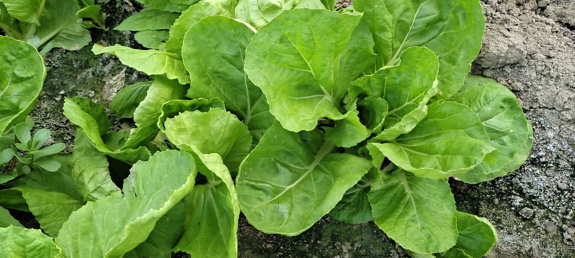 白花菜花与苦菜花植物在田野中竞相开放