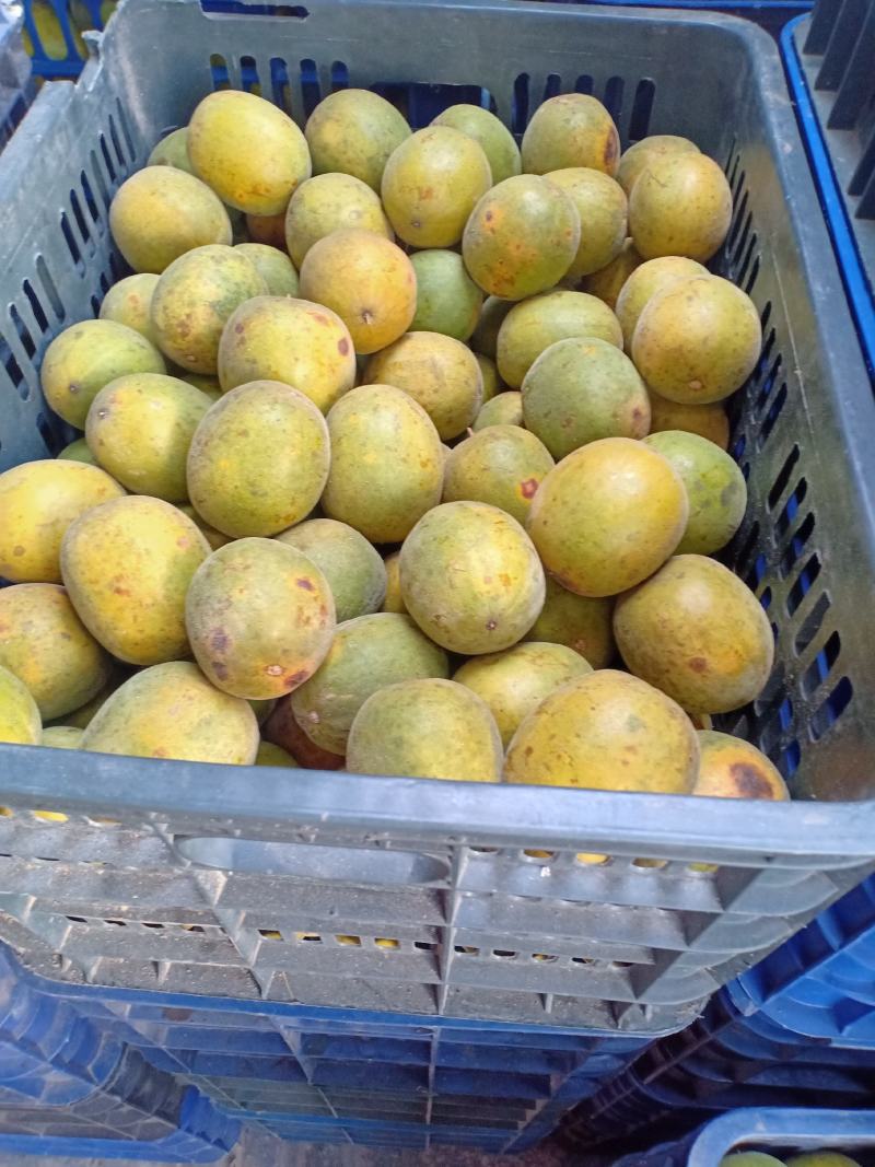 绿色食品罗汉果生鲜果