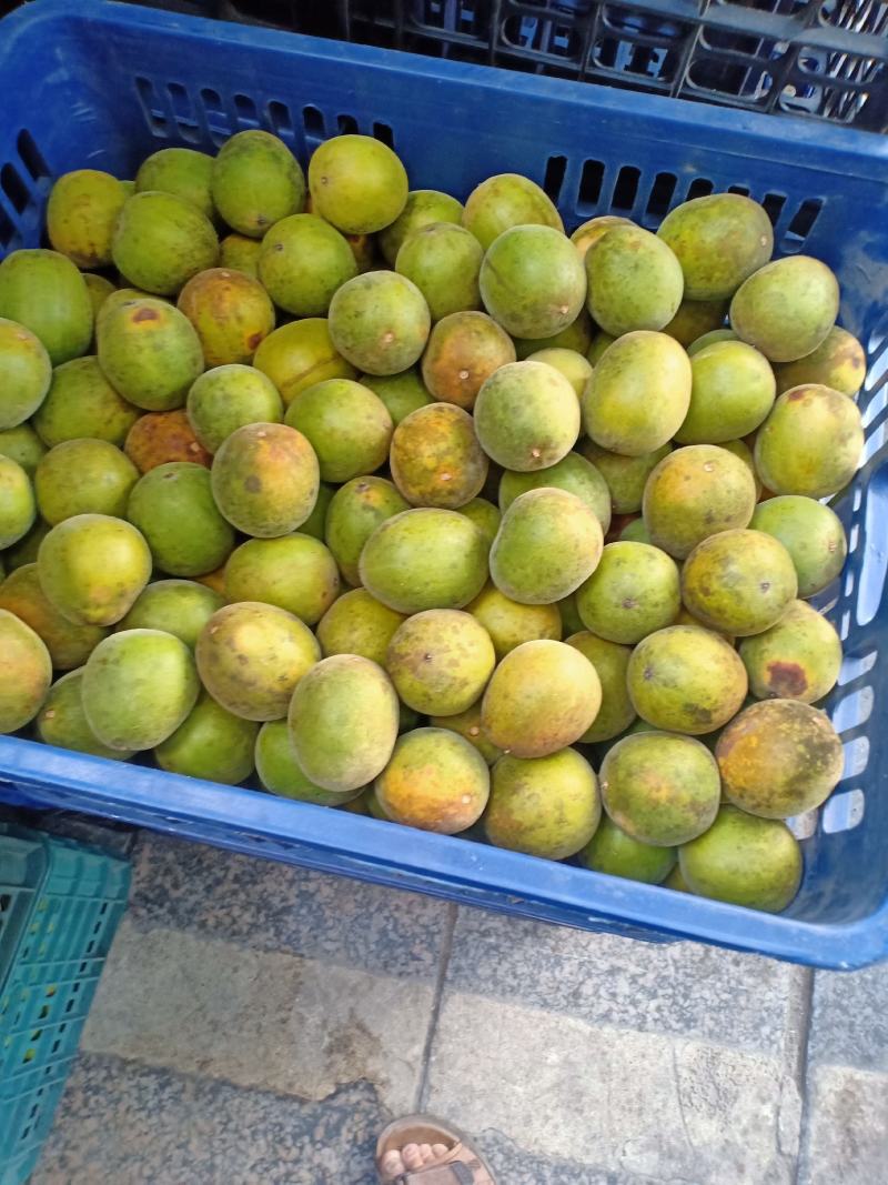 绿色食品罗汉果生鲜果