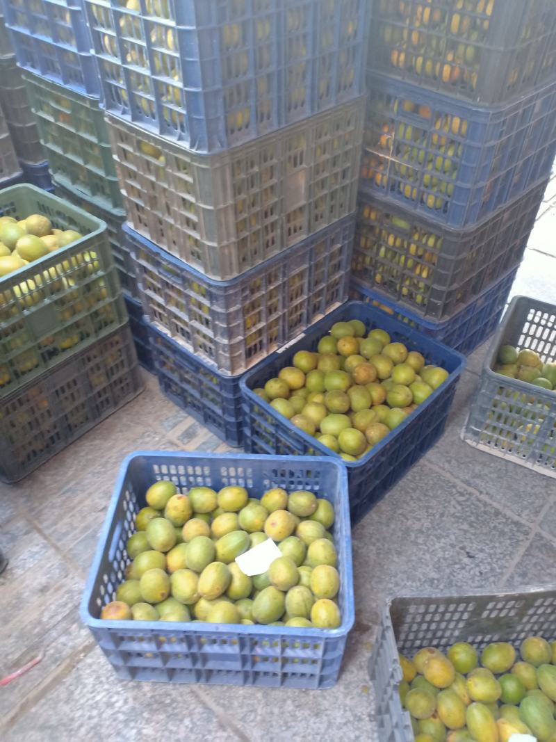 绿色食品罗汉果生鲜果