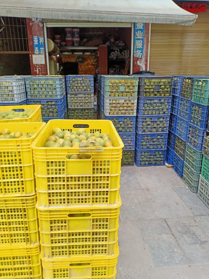 绿色食品罗汉果生鲜果
