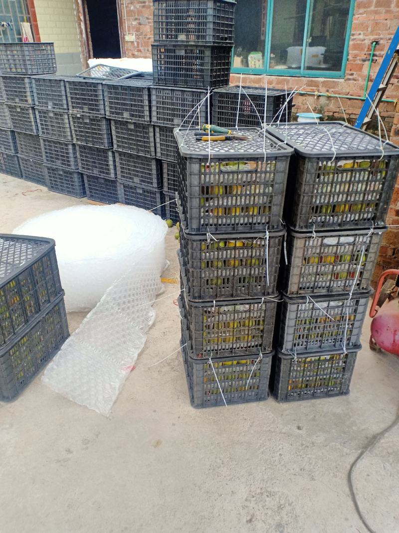 绿色食品罗汉果生鲜果