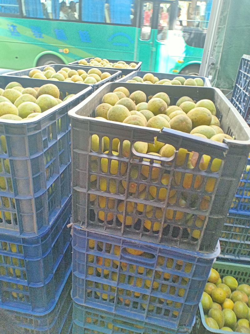 绿色食品罗汉果生鲜果