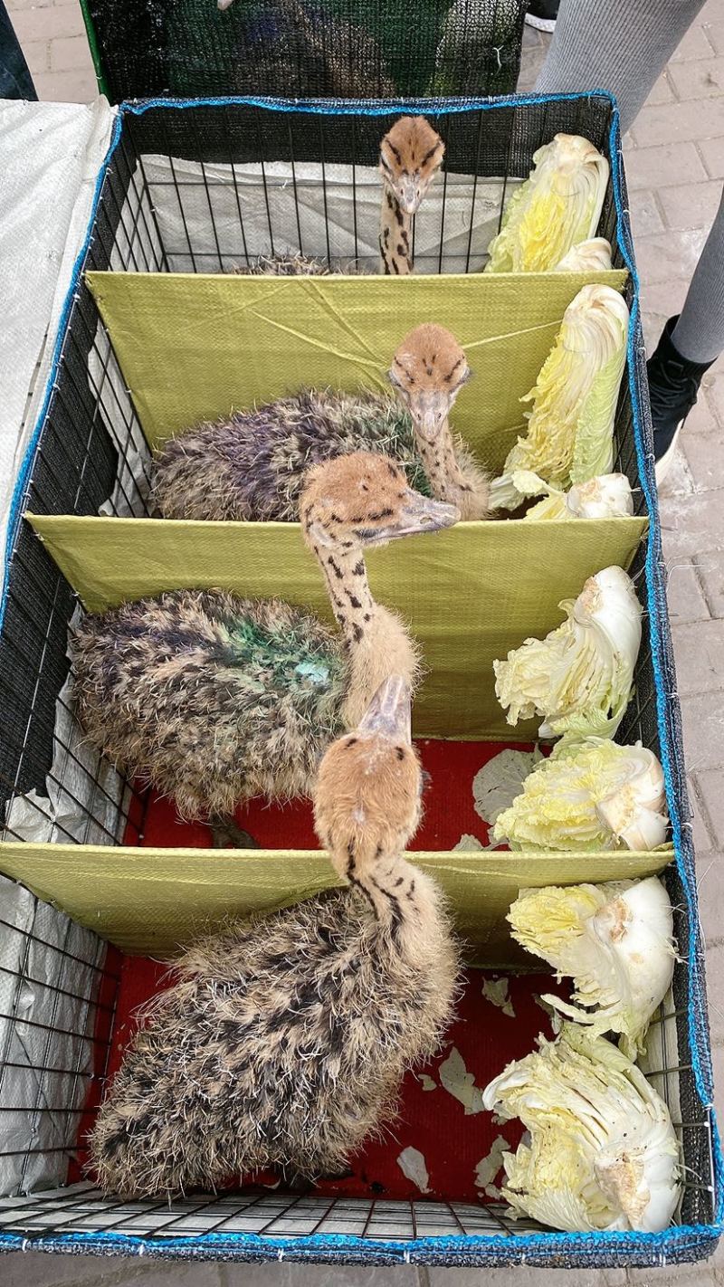 青年非洲鸵鸟苗打包发货