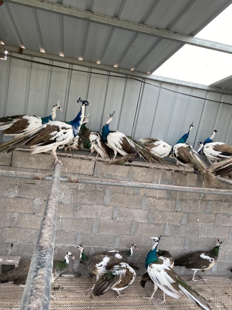 蓝孔雀养殖场，孔雀价格