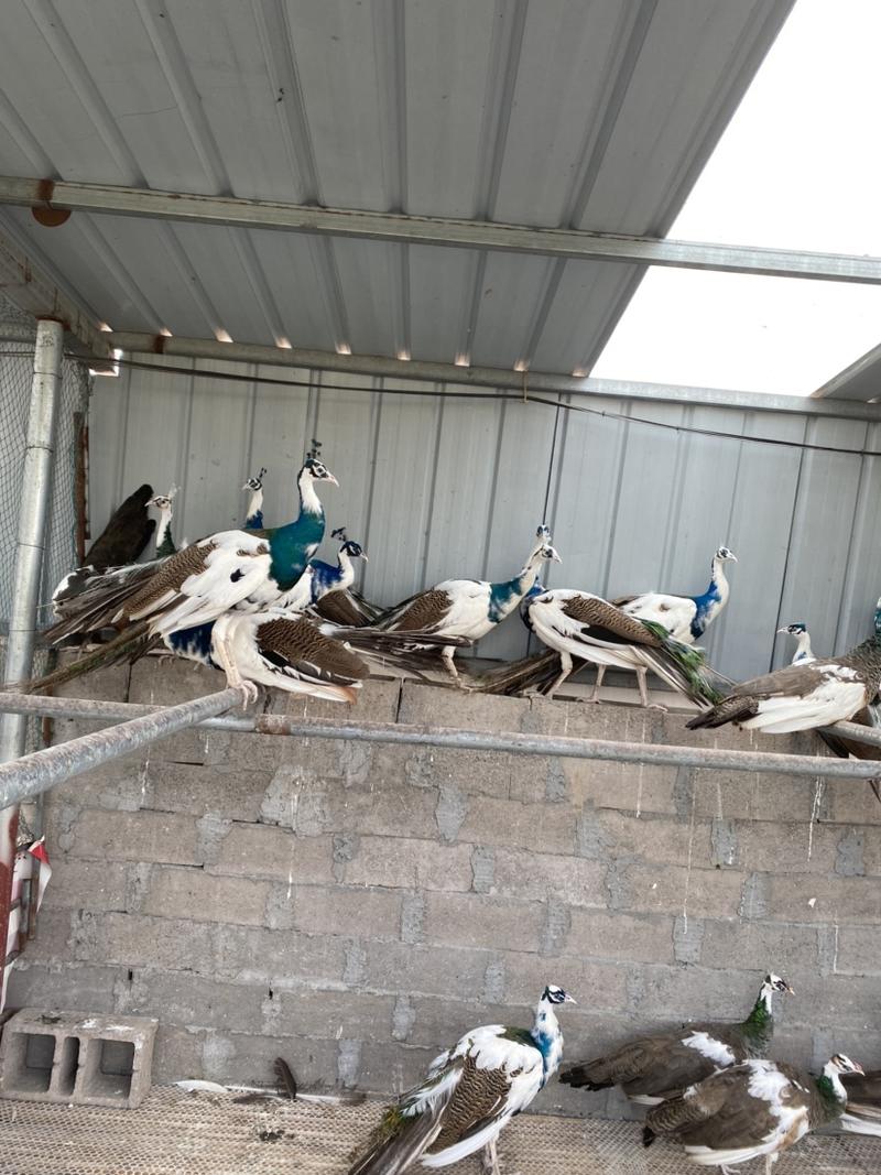 蓝孔雀养殖场，孔雀价格