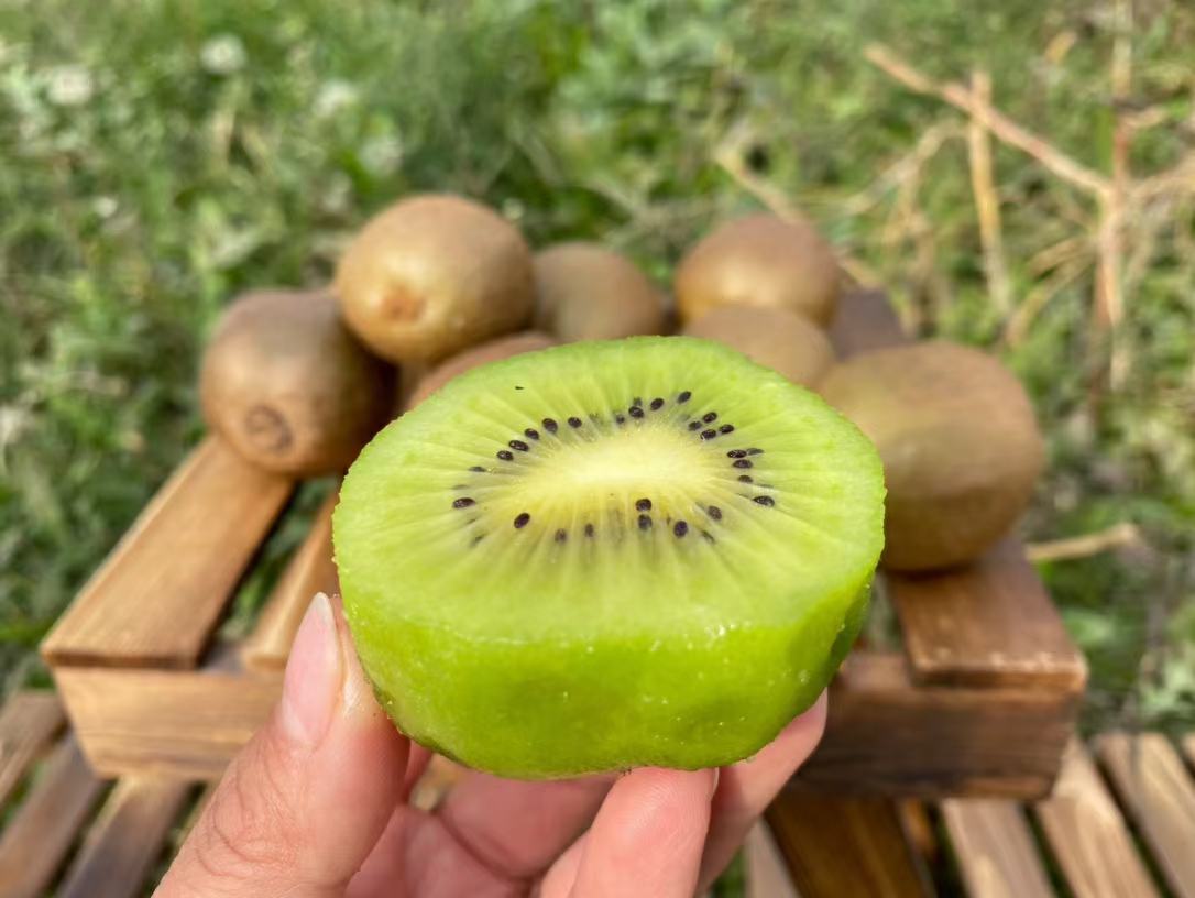 成熟绿心猕猴桃切片图