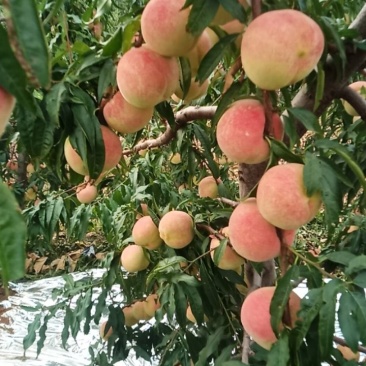 映霜红桃脆甜硬度高一个月不软的雪桃