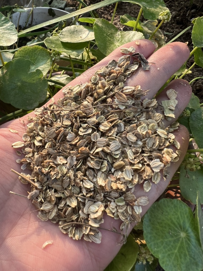 白芷白芷子白芷种子白芷籽二年纯新包芽率